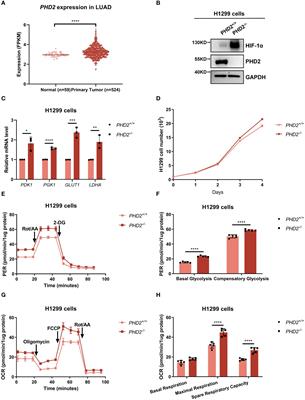 Prolyl hydroxylase domain enzyme PHD2 inhibits proliferation and metabolism in non-small cell lung cancer cells in HIF-dependent and HIF-independent manners